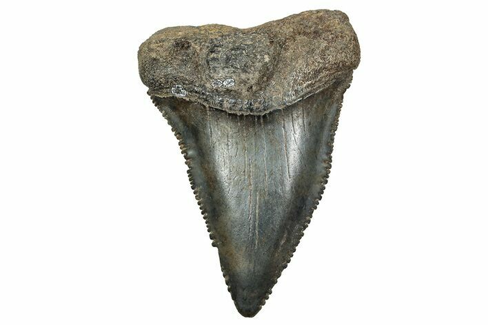 Fossil Great White Shark Tooth - North Carolina #243194